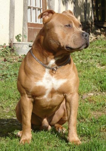 mon chien adoré